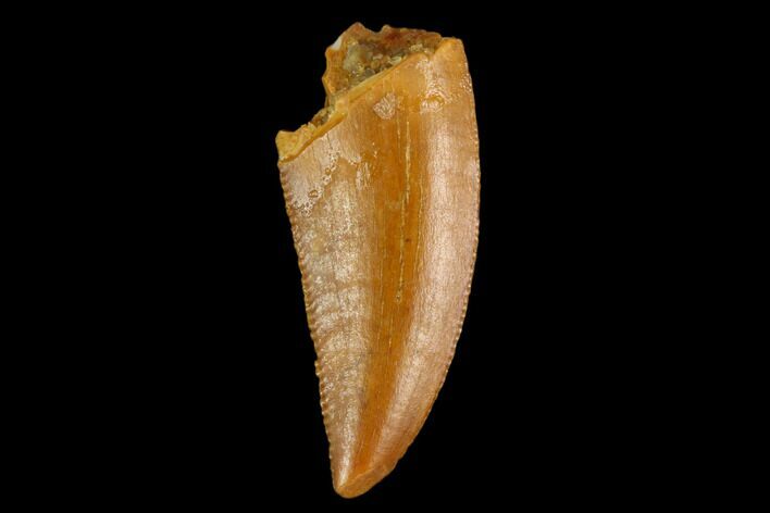 Serrated, Raptor Tooth - Real Dinosaur Tooth #124862